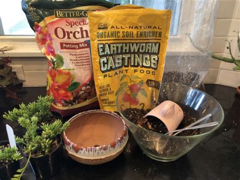 Рипсалис — виды и уход за лесным кактусом в домашних условиях — Ботаничка