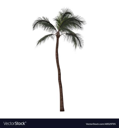 Tropical palm trees leaves foliage Royalty Free Vector Image