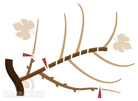 Умный виноградник: формировка и обрезка — Rmnt.ru | Виноградник, Лозы ...