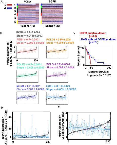 Modulation of proliferation factors in lung adenocarcinoma with an