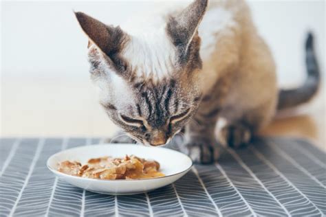 Crummy Tummy: Cat Food Allergies | Oakland Veterinary Referral Services