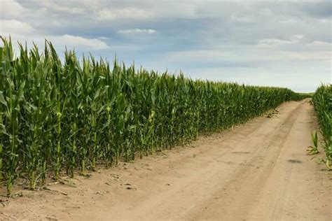 Agriculture Border Stock Photos Images And Backgrounds For Free Download