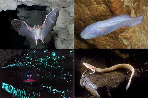 Underwater Cave Animals
