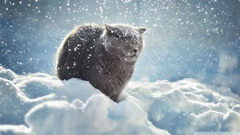 Winter Cat Wallpapers - Wallpaper Cave