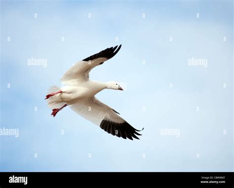 Snow Goose Landing Stock Photo Alamy