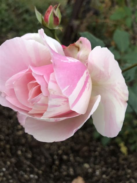 Плетистые розы