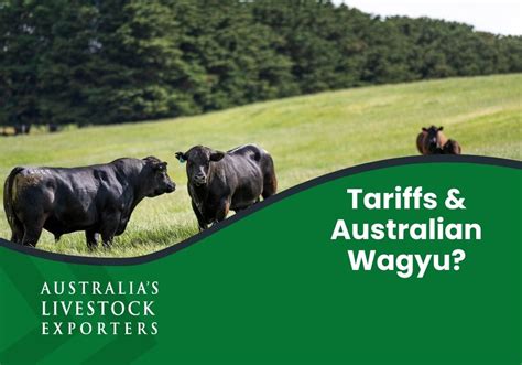 tariffs  australian wagyu genetics  breeders