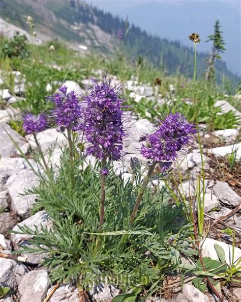 Phacelia sericea – Botanically Inclined – Seed Adventures