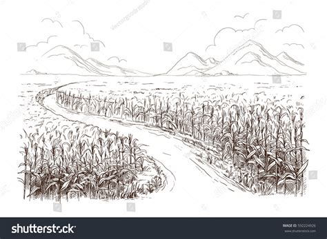 50 Corn Field Road Sketch Stock Vectors and Vector Art | Shutterstock