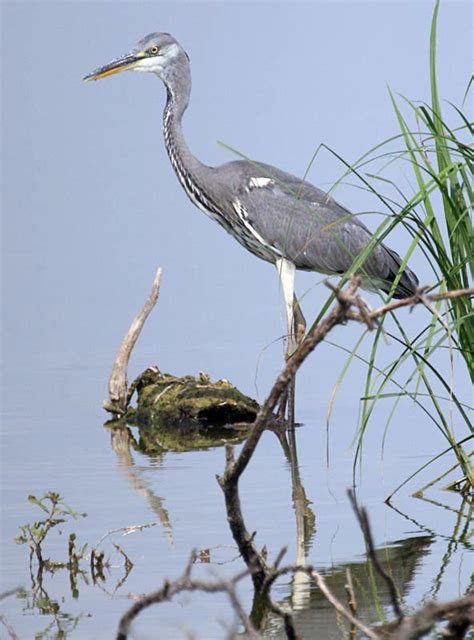 Серая цапля Ardea Cinerea Gray Heron