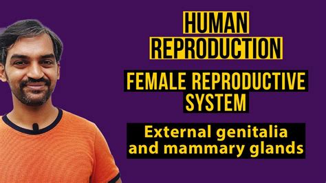 Human Reproduction Class 12 External Genitalia Mammary Gland Youtube