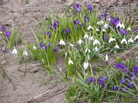 Самые ранние весенние цветы в саду - 55 фото
