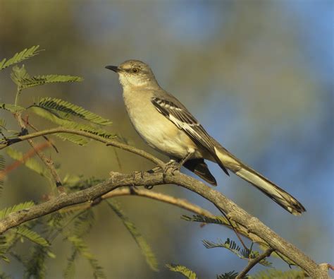 Northern Mockingbird San Diego Bird Spot