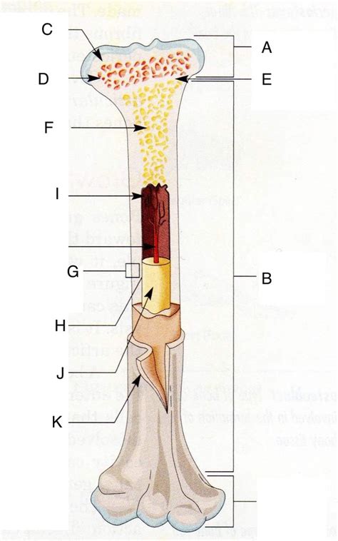 parts  bone diagram quizlet