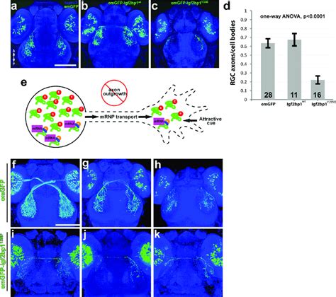 Expression Of EmGFP Igf2bp1 Y399E In RGCs Disrupts Axon Outgrowth In