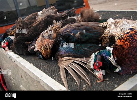 Pheasant And Quail After Hunt Stock Photo Alamy