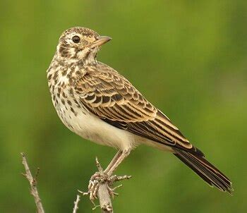 Lark - Wikipedia
