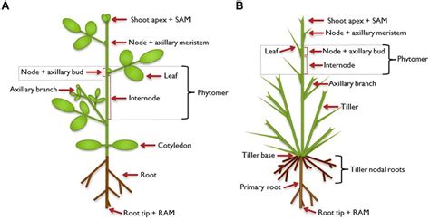 Dicot