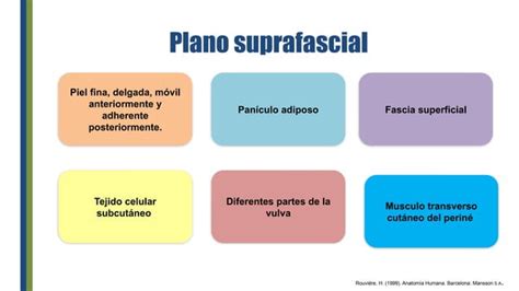 Anatomia del perine que incluyen Generalidades sobre el periné