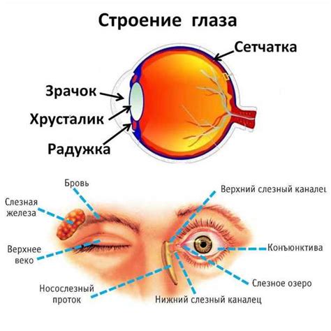 Нервы глаза: строение, функции, симптомы заболеваний | Медицинская ...