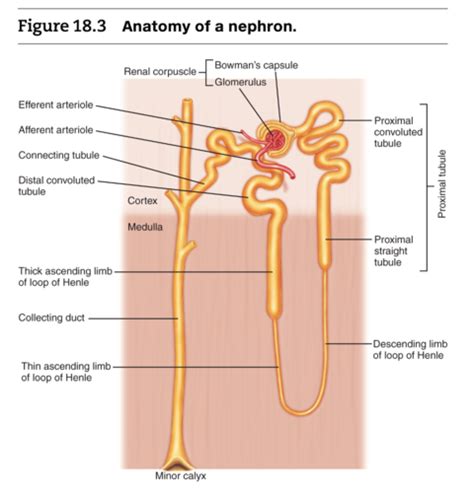 Test 4 Ip2 Glomerular Filtration Flashcards Quizlet