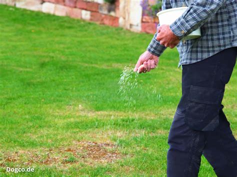 Wann Rasen düngen: Im Frühjahr 2026 (mit Hund im Garten)?