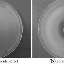 Bacteria growth on culture plates after 24 h: a uncoated and b coated ...