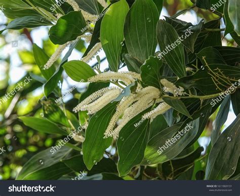 138 Acacia Mangium Images Stock Photos And Vectors Shutterstock