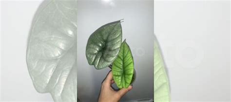 Алоказия Платинум (бисма) купить в Нижнем Новгороде | Товары для дома и ...