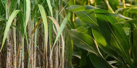 Sugar Cane Vs Corn Ethanol