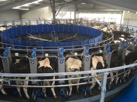 moving     dairy cows  generate income   families