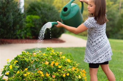 Menyiram Tanaman Terbaik pada Malam Hari? Ini Penjelasan Waktu Terbaik