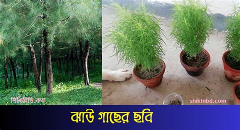 jhau gach ropn pddhti boisishtz oo upkarita