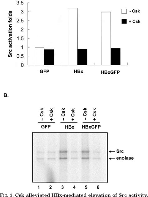 Pdf Hepatitis B Virus X Protein Activates A Survival Signaling By