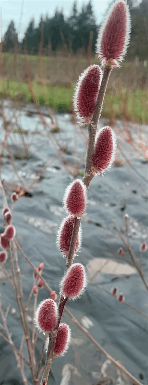 Mt Aso Pink Pussy Willow Cuttings For Sale Willamette Willows