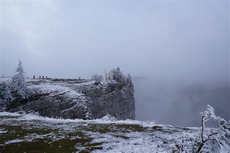 Fog Winter Tree Free Photo On Pixabay