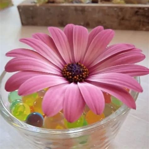 Gisela Free GILF Cum In Mouth Porn Video XHamster