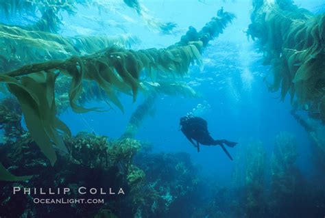 Giant kelp, Macrocystis pyrifera, San Clemente Island, California