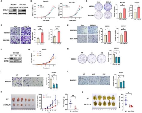 Cxcl Promotes Gc Cell Proliferation And Migration A The Efficiency