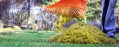 Florida Spring Lawn Care Tips | Living Color
