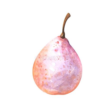 Hand Painted Watercolor Illustration Of Nashi Pear Stock Illustration