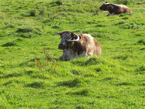 English Longhorn Cattle Cows Free Photo On Pixabay Pixabay