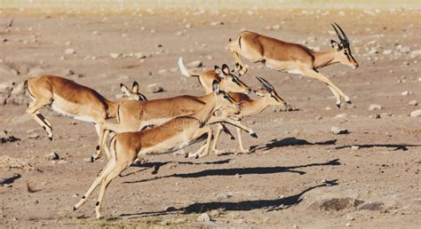 Impala antelope jumping stock photo. Image of speed, sprint - 2376656