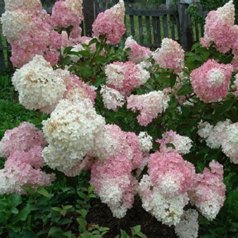 Купить Гортензия метельчатая Тач оф Пинк C5 | Садовый центр "Садовод" г ...
