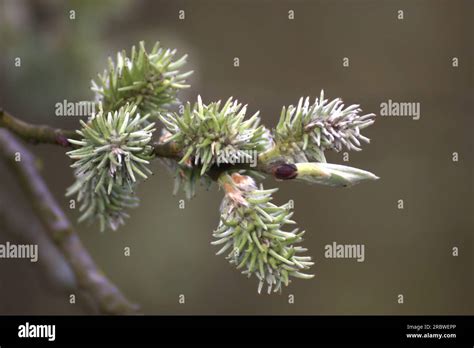 Pussy Willow With Green And Brown Background Stock Photo Alamy