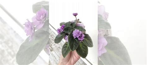 Фиалка Поль Баньян купить в Санкт-Петербурге | Товары для дома и дачи ...