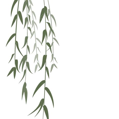Willow Png Transparent Willow Leaf Willow Tree Willow