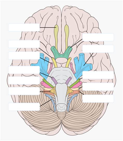 Transparent Nervous Clipart Cranial Nerves Labeled Free Transparent