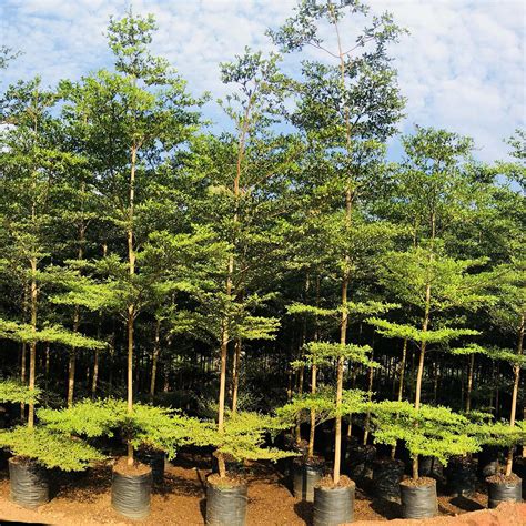 Terminalia Mantaly Green Gowthami Nursery