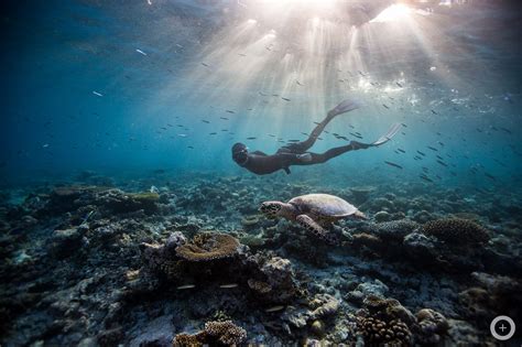 Breathtaking Underwater Photography, All Without Scuba Gear